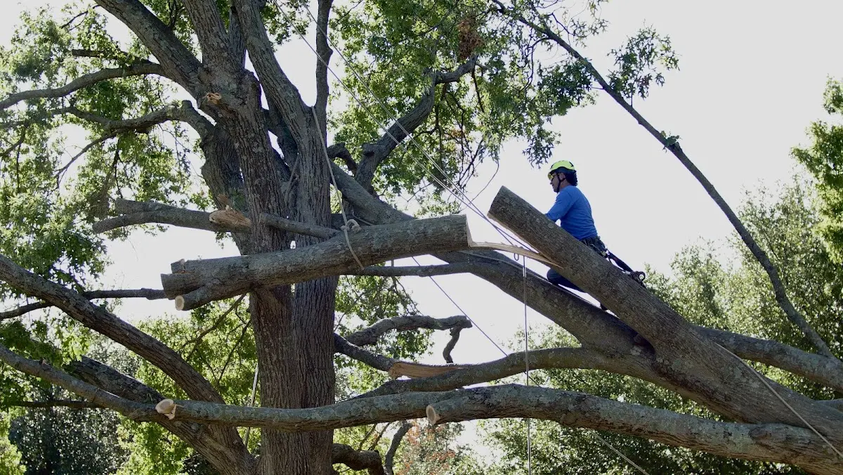 Professional Hazardous Tree Removal performed by certified arborists in Delphi Falls