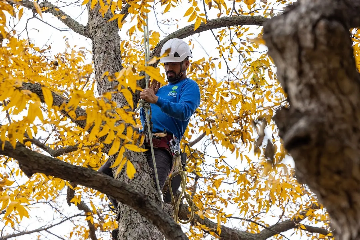 Skilled Emergency Tree Service crew working in Delphi Falls
